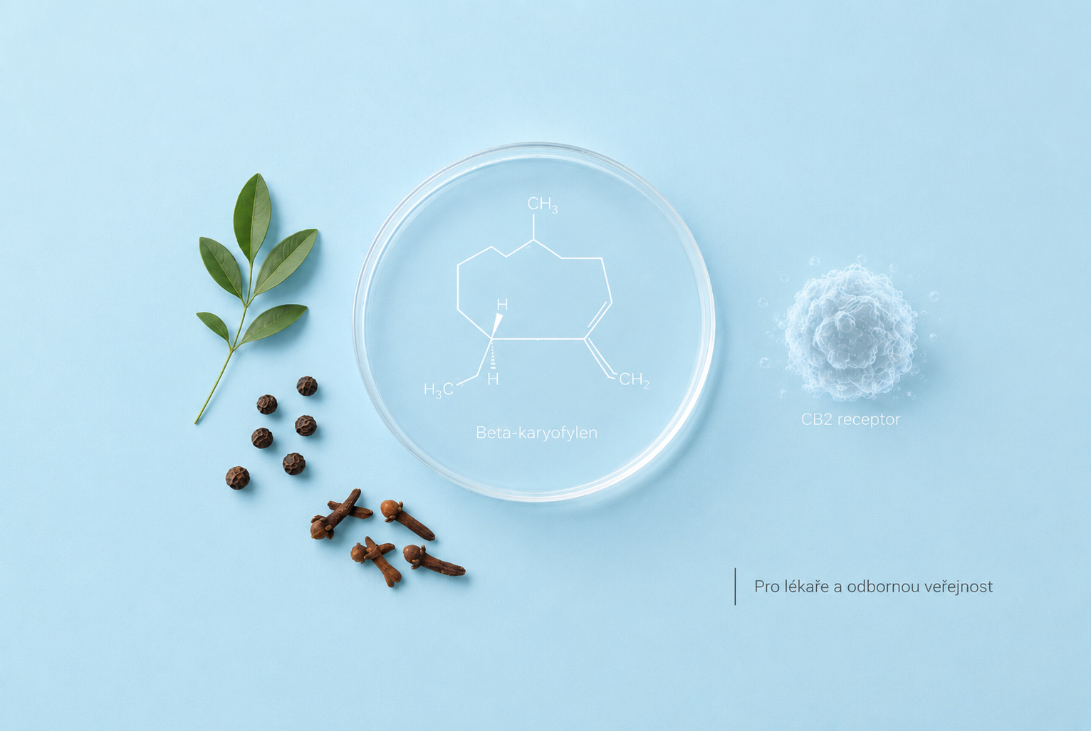 Beta-karyofylen: Farmakologické mechanismy a klinický potenciál selektivního agonisty CB2 receptoru